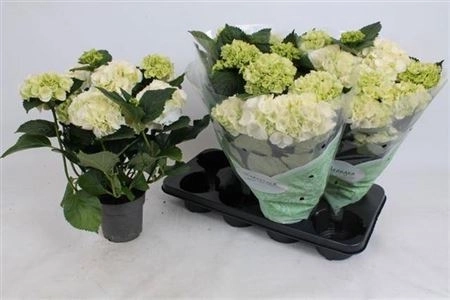 Зображення товару Гортензія біла 9ст., артикул: 47307