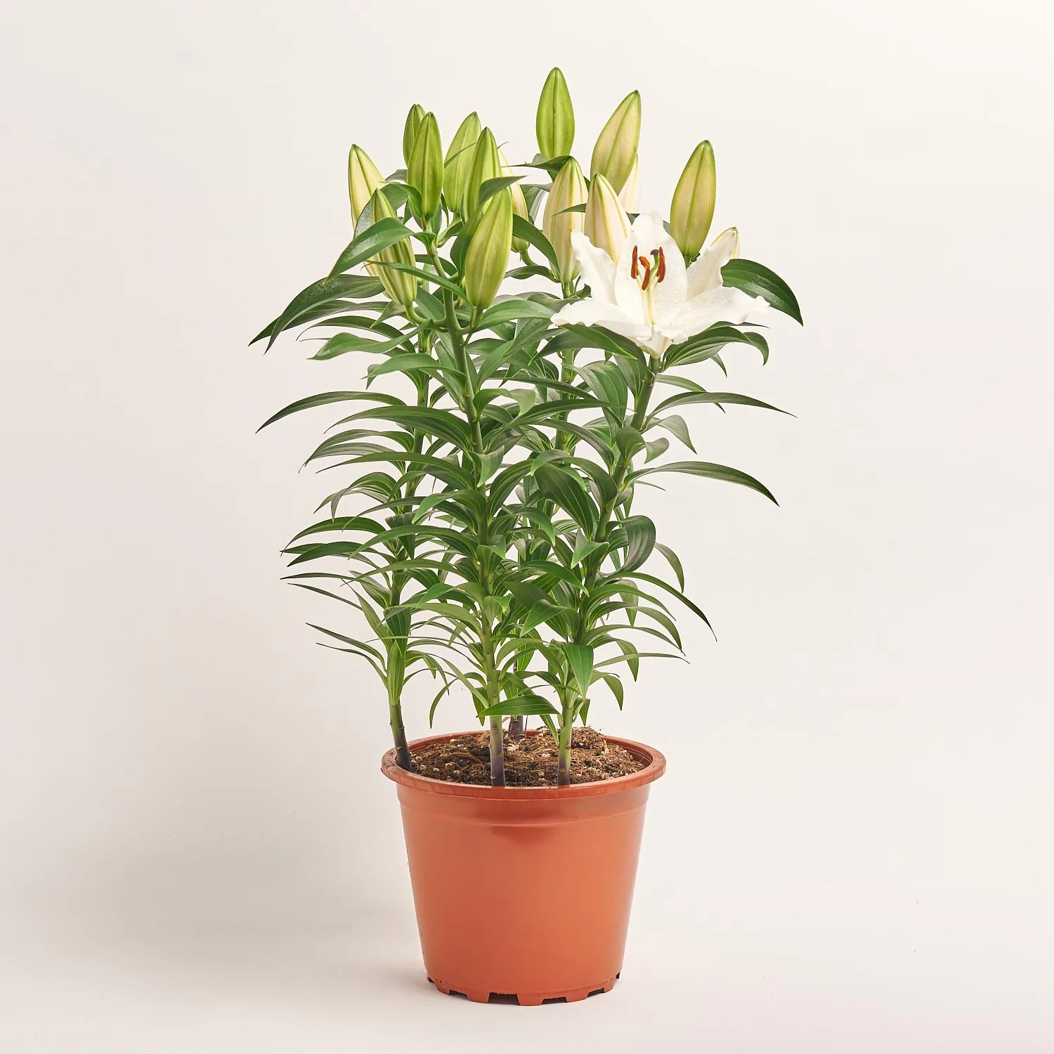 Зображення товару Лілія біла, артикул: 4063