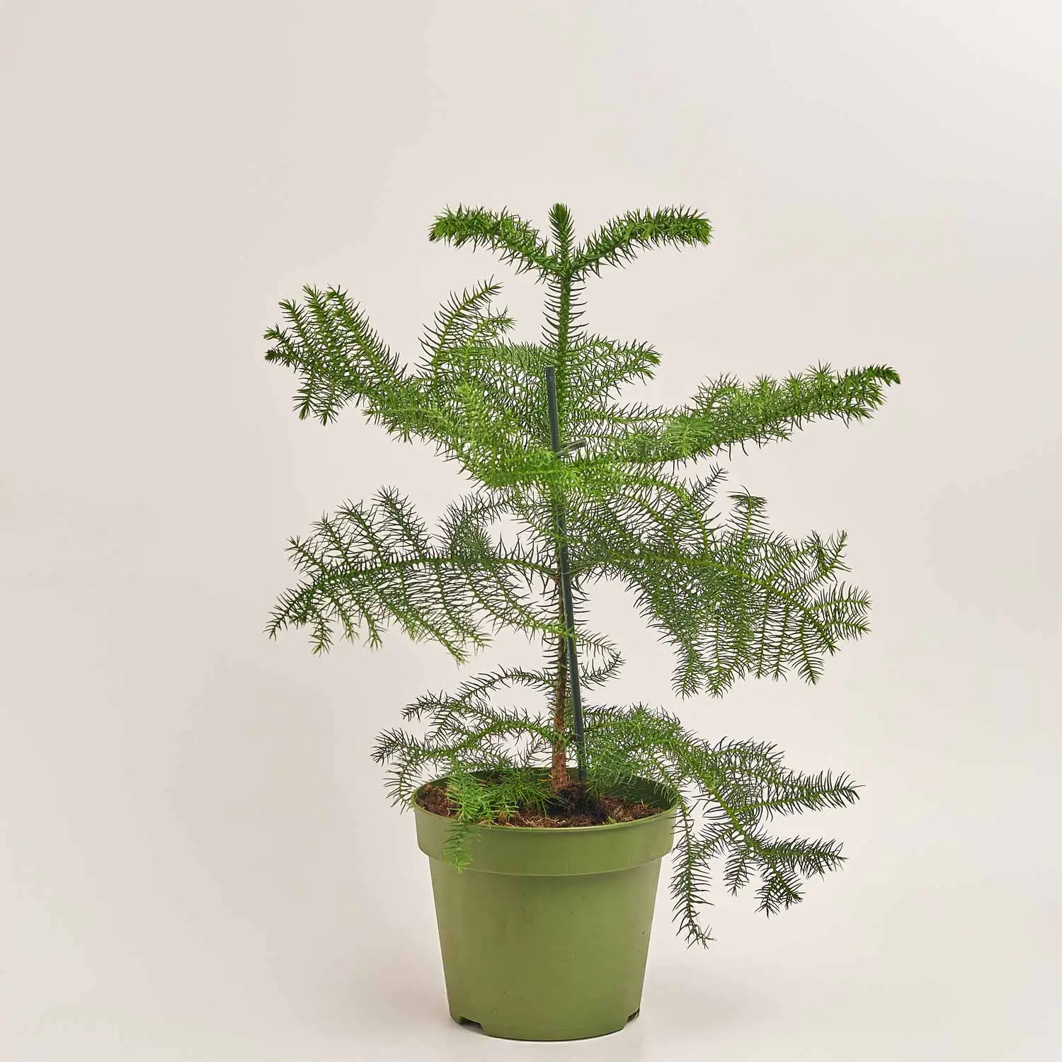 Араукарія Гетерофіла, артикул: 54170 Зображення товару Араукарія Гетерофіла, артикул: 54170