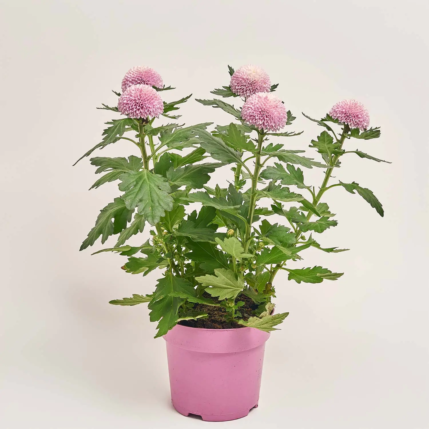 Зображення товару Хризантема Еббі, артикул: 51975