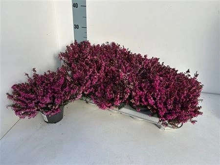 Зображення товару Еріка рожева, артикул: 46631