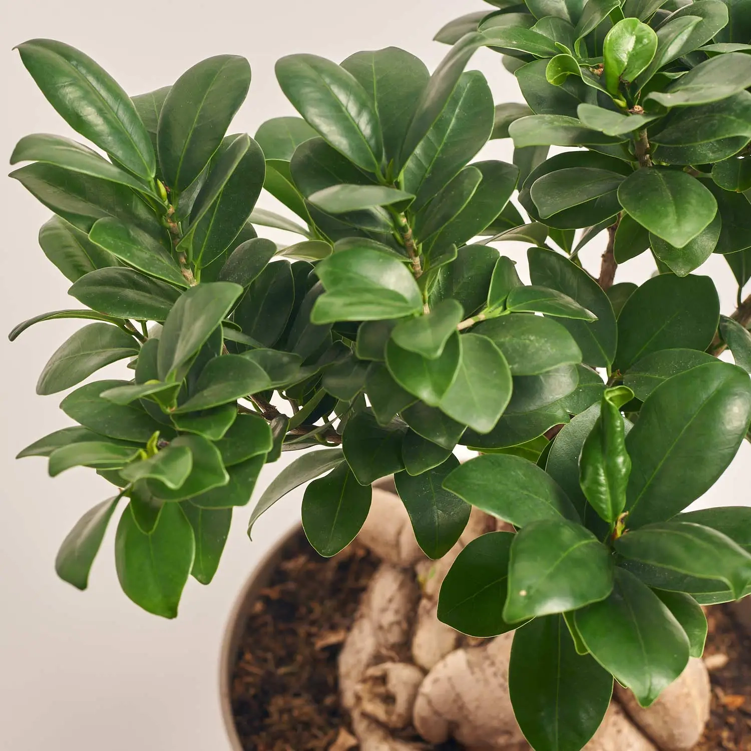 Зображення товару Фікус мікрокарпа Гінсенг, артикул: 55296