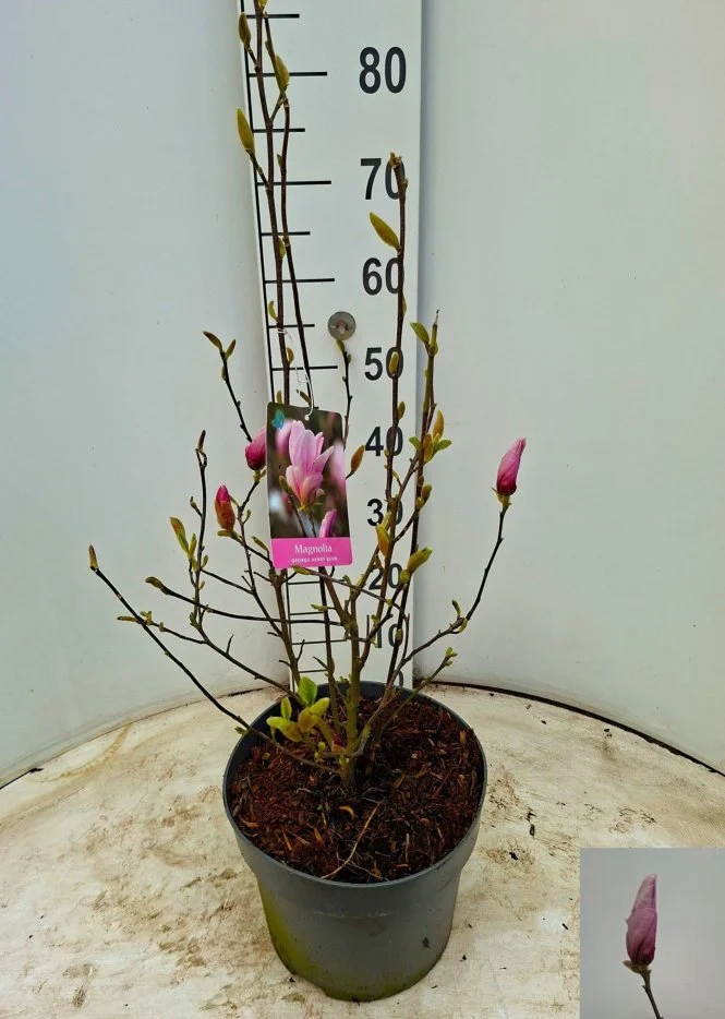 Зображення товару Магнолія Генрі, артикул: 56995