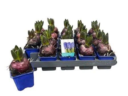 Зображення товару Гіацинт Блу Стар, артикул: 55437