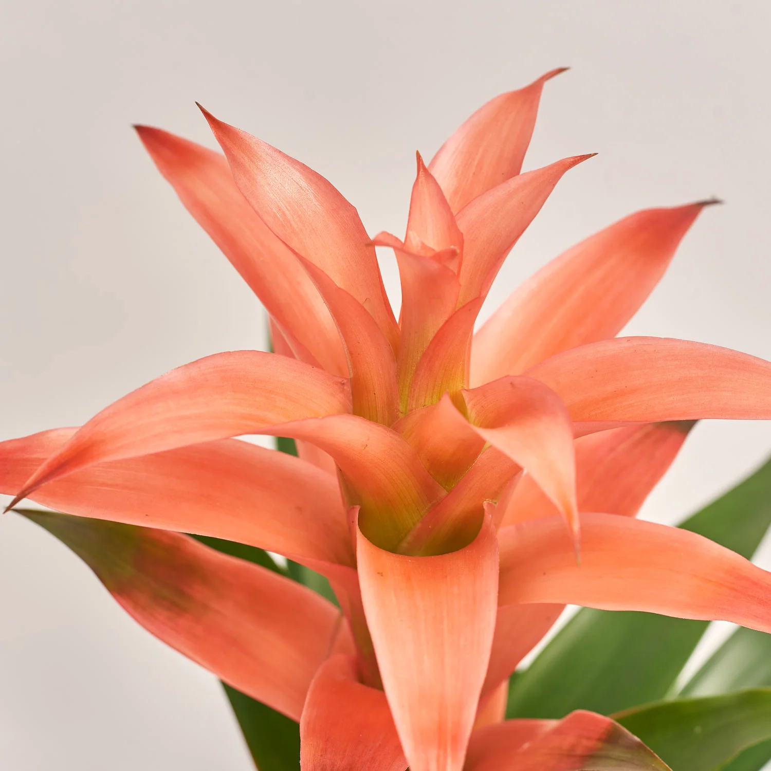 Зображення товару Гузманія Меліса в кер., артикул: 53457