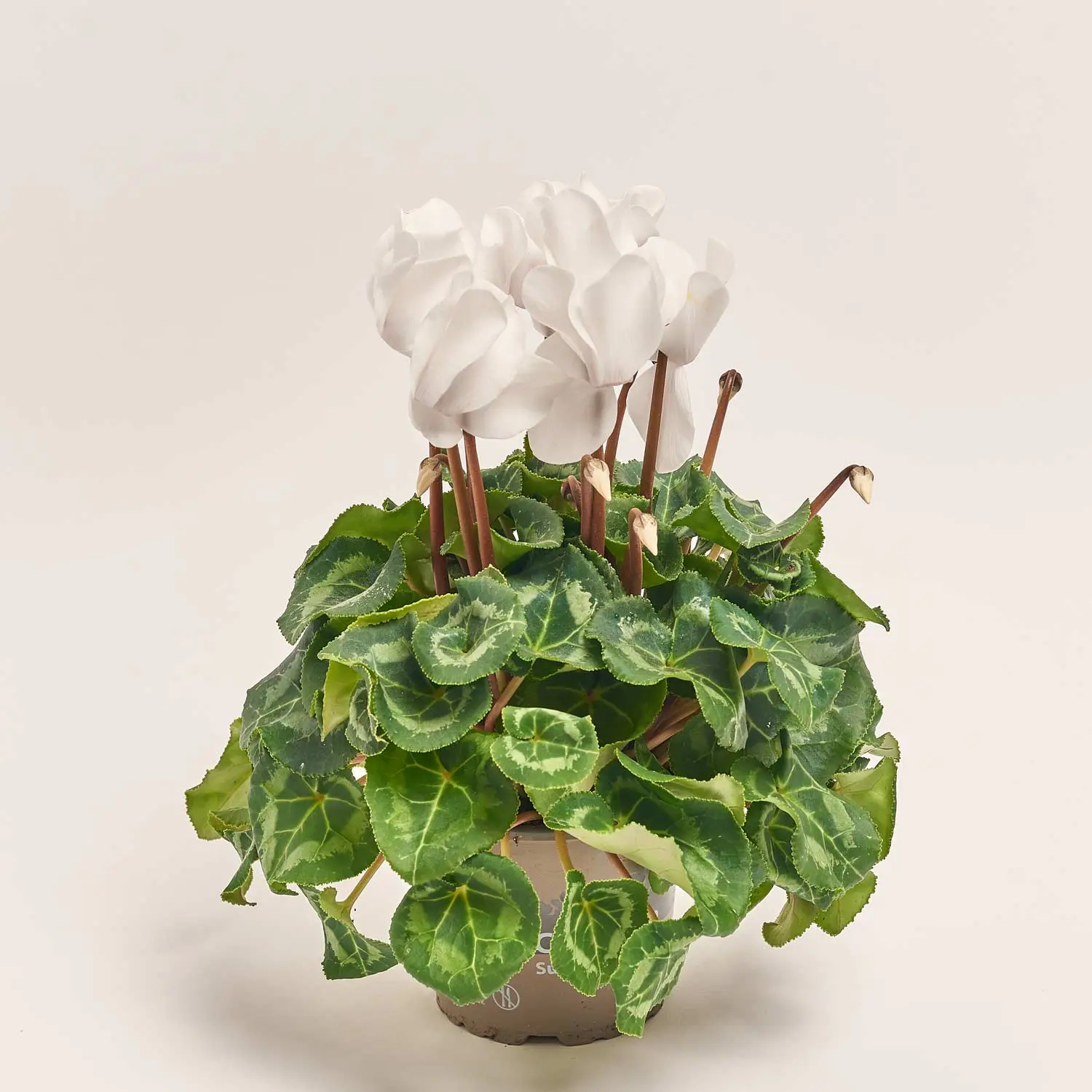 Цикламен Супер Леопардо, артикул: 39919 Зображення товару Цикламен Супер Леопардо, артикул: 39919