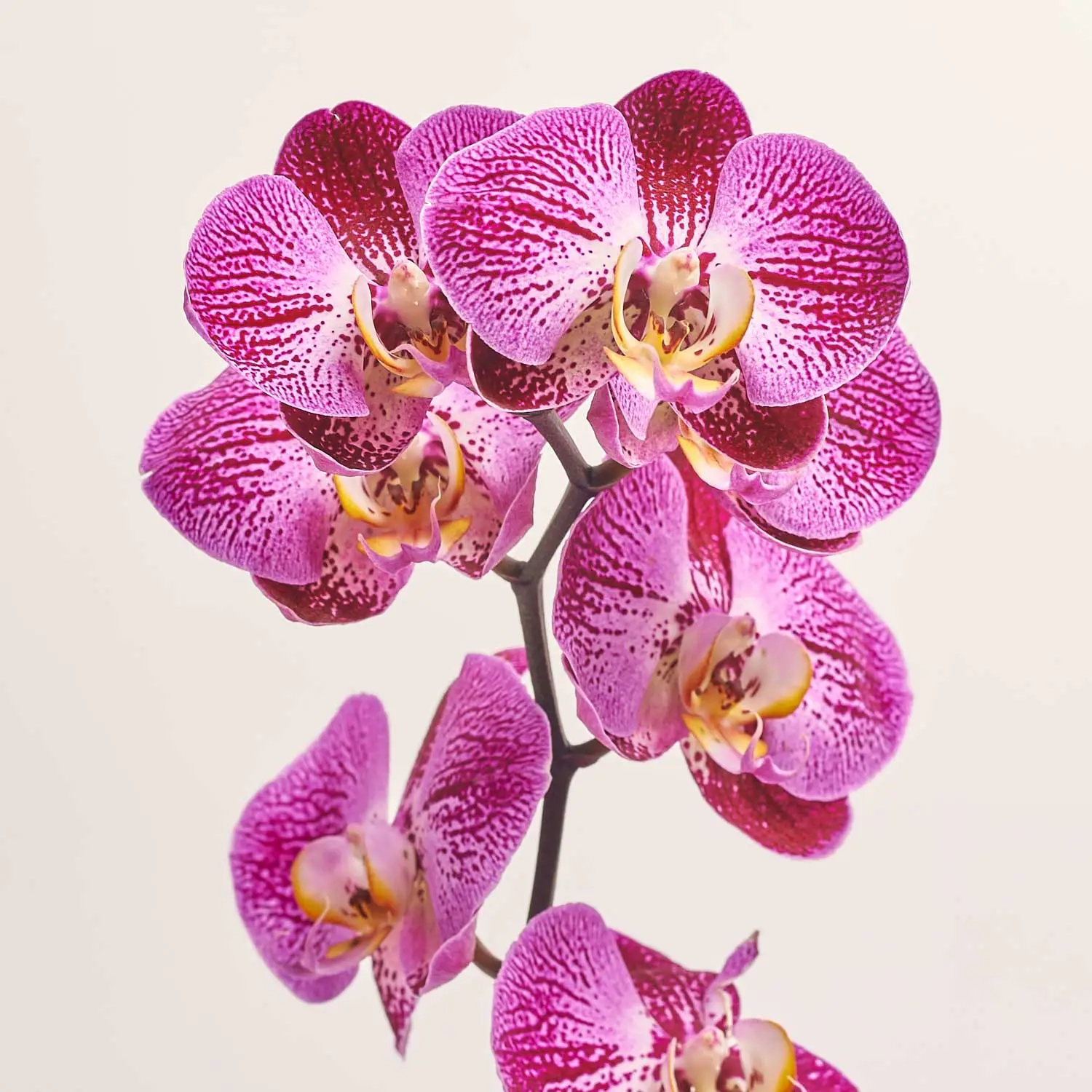 Фаленопсис 1ст. мікс, артикул: 18850 Зображення товару Фаленопсис 1ст. мікс, артикул: 18850