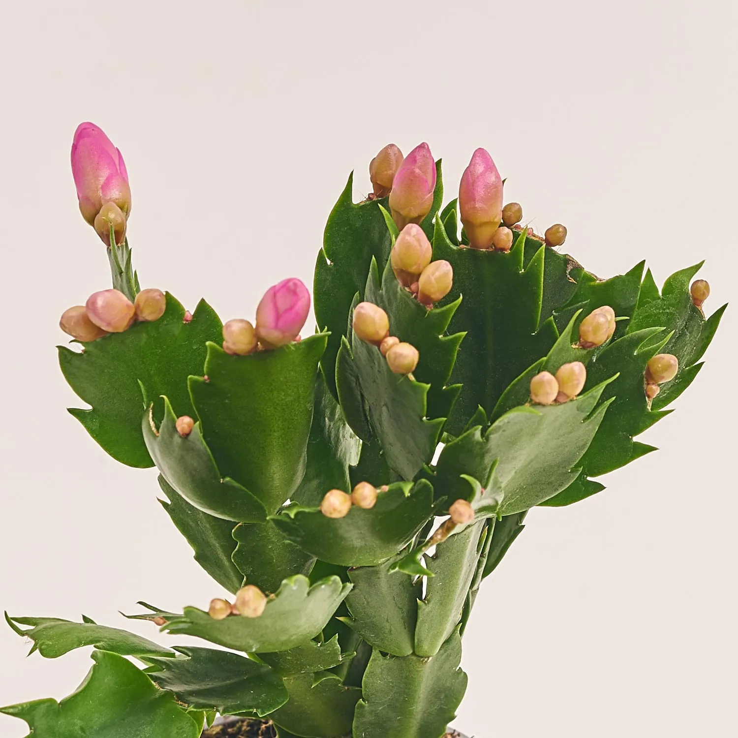 Зображення товару Шлюмбергера мікс, артикул: 25357