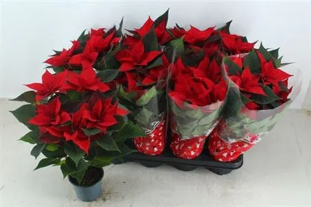 Пуансетія Суперба, артикул: 54053 Зображення товару Пуансетія Суперба, артикул: 54053