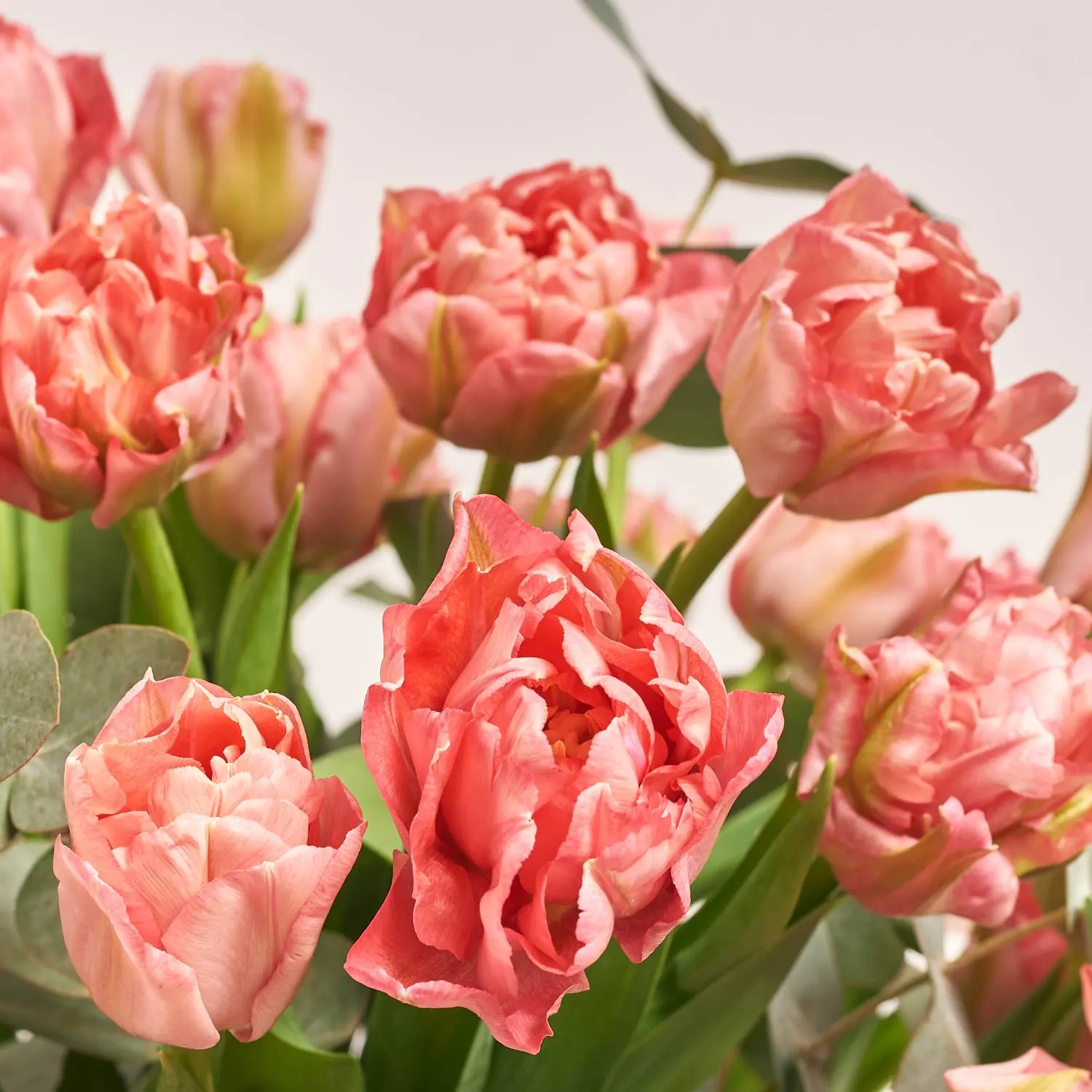 Композиція з рожевих піоновидних тюльпанів у кашпо F114, артикул: 55747 Зображення товару Композиція з рожевих піоновидних тюльпанів у кашпо F114, артикул: 55747