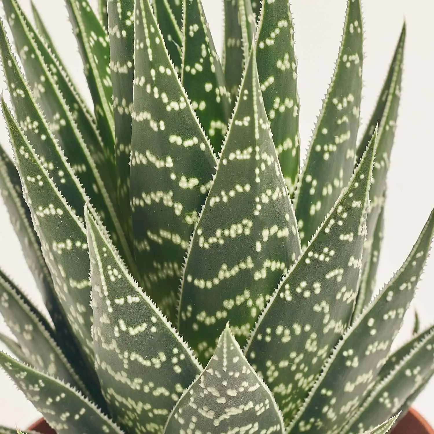 Зображення товару Алоє Тікі Тахі, артикул: 33471