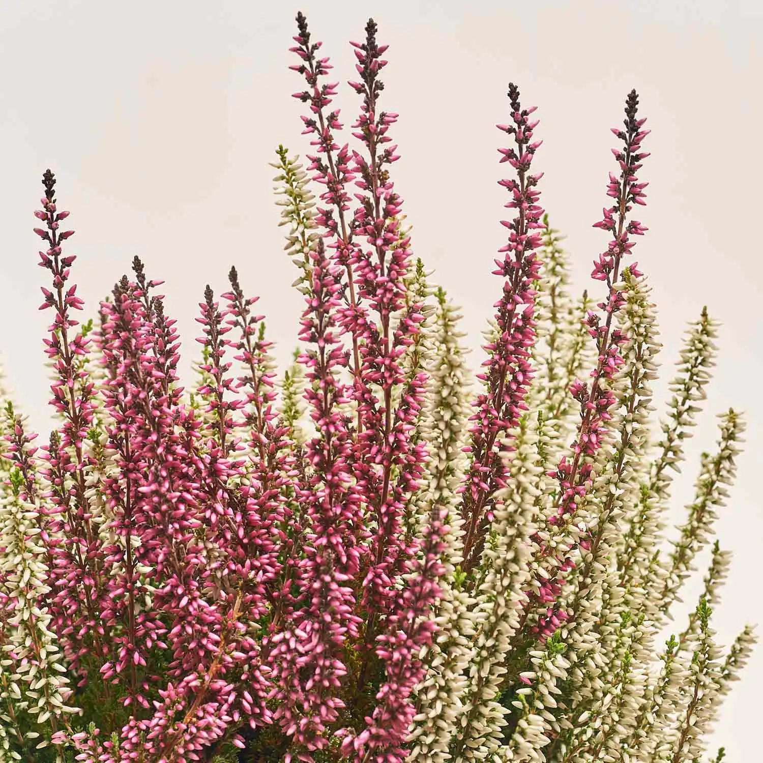 Зображення товару Калуна біколор, артикул: 42172