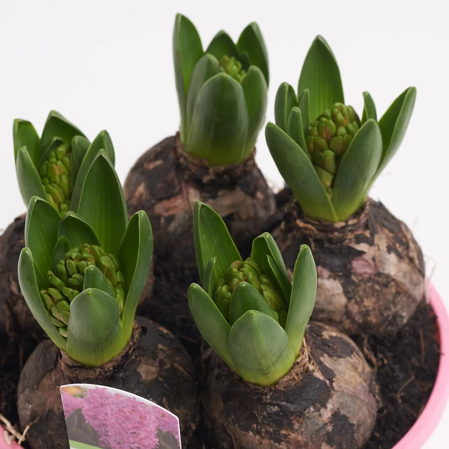 Зображення товару Гіацинт мікс, артикул: 53274