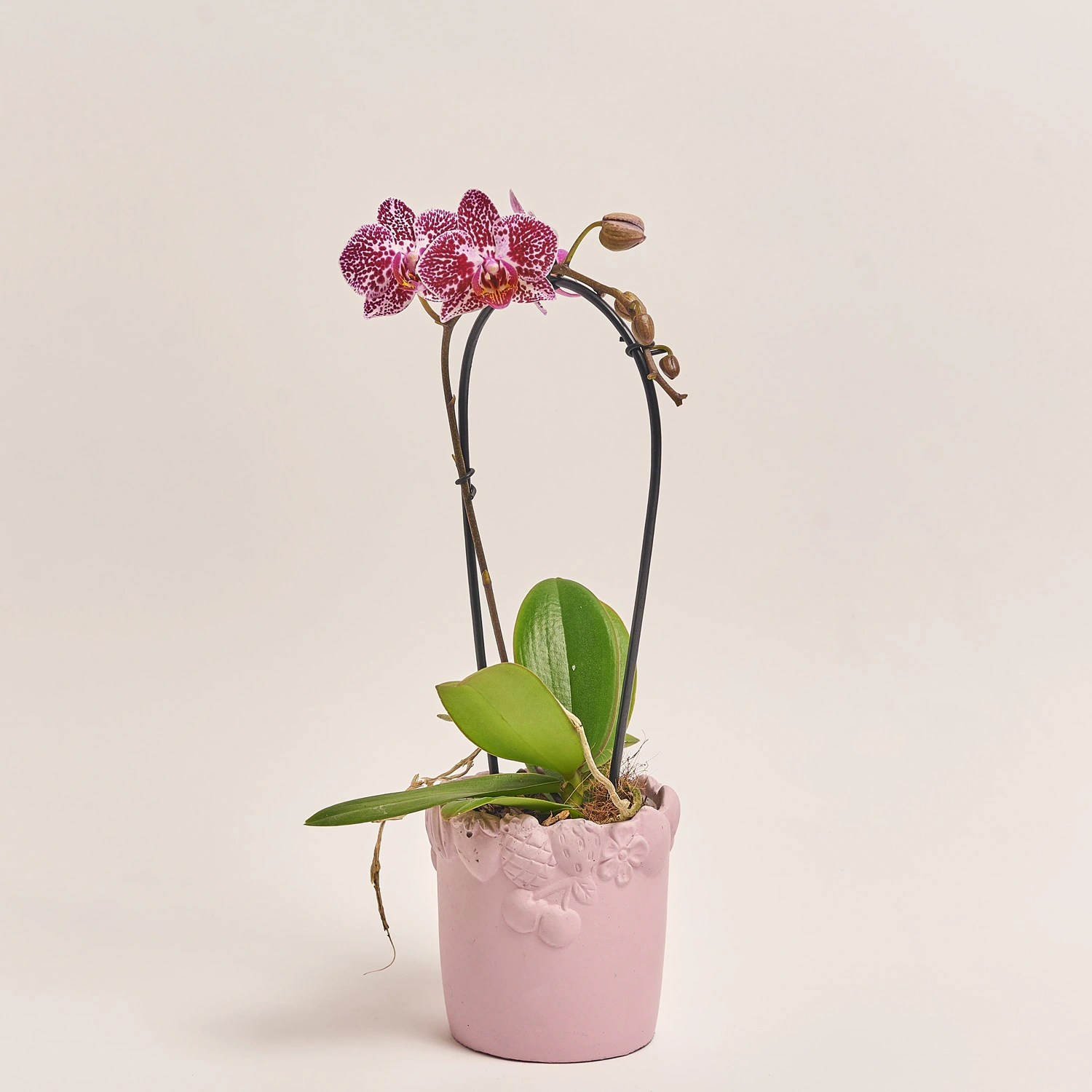 Зображення товару Фаленопсис Мф каскад 1ст. мікс в кер., артикул: 53169