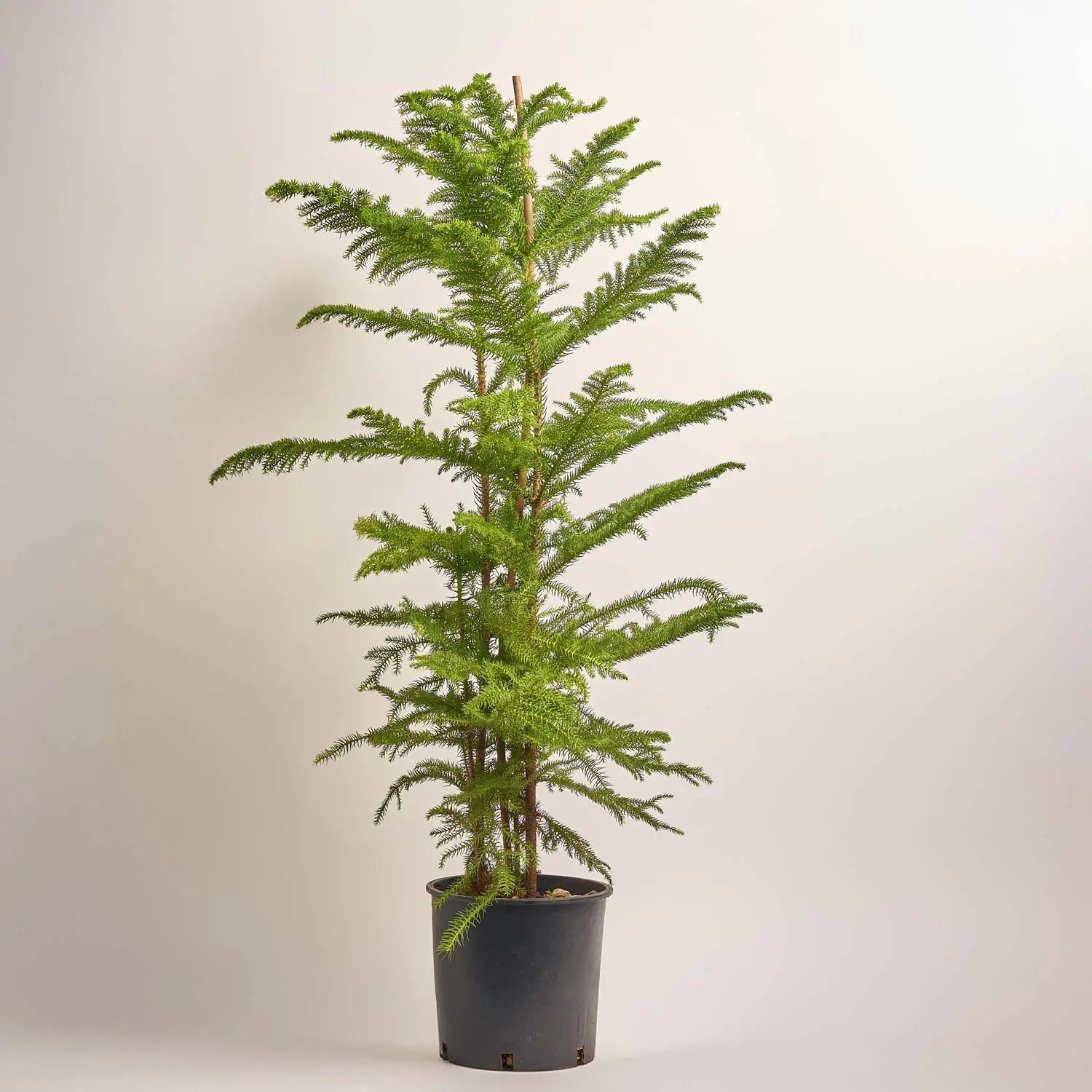 Зображення товару Араукарія Гетерофіла, артикул: 53120