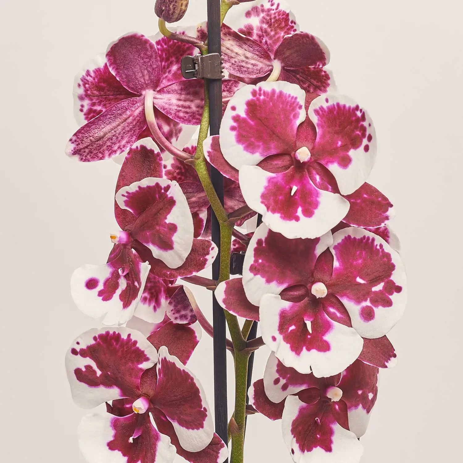 Зображення товару Фаленопсис 2ст. мікс, артикул: 19319