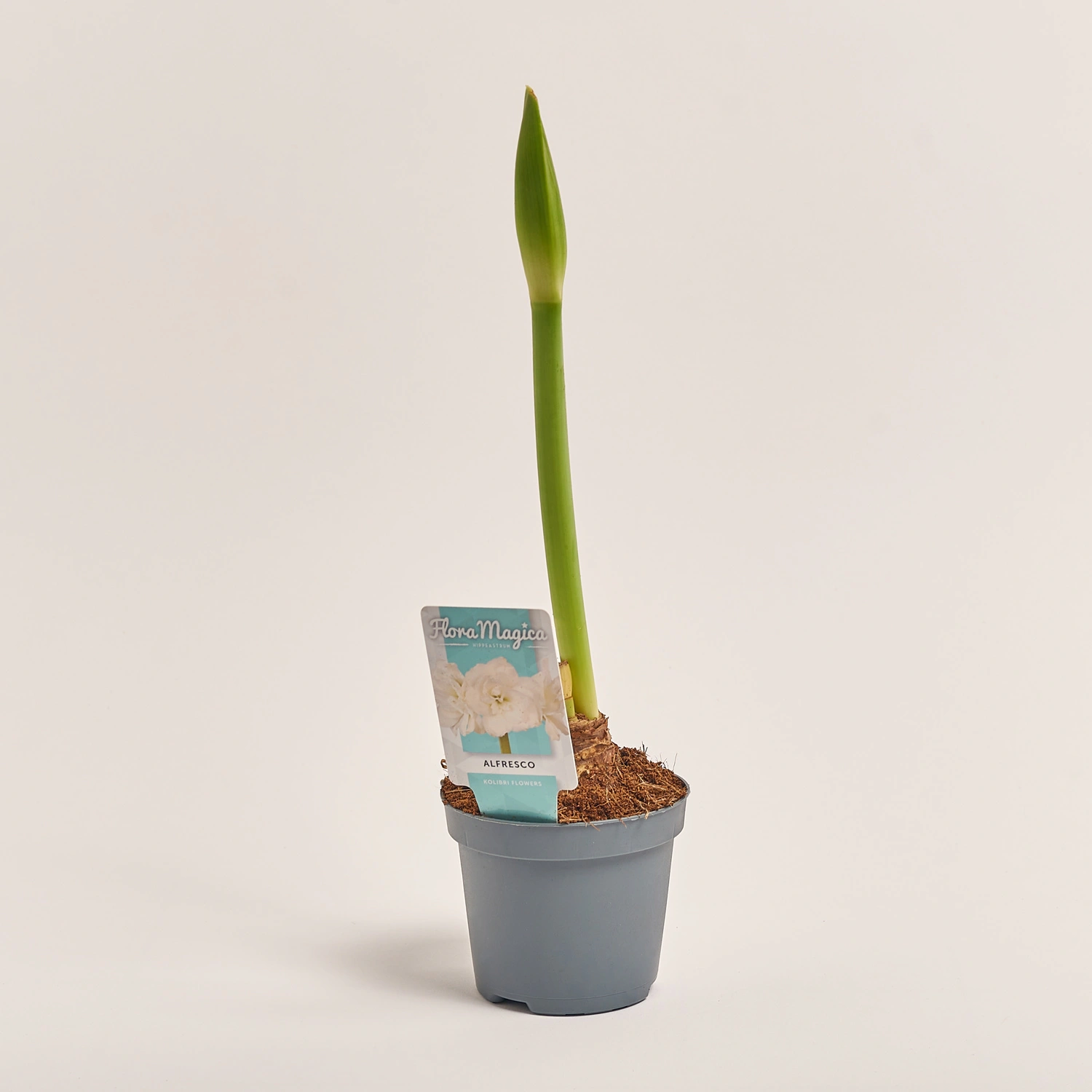 Зображення товару Амариліс мікс, артикул: 53418