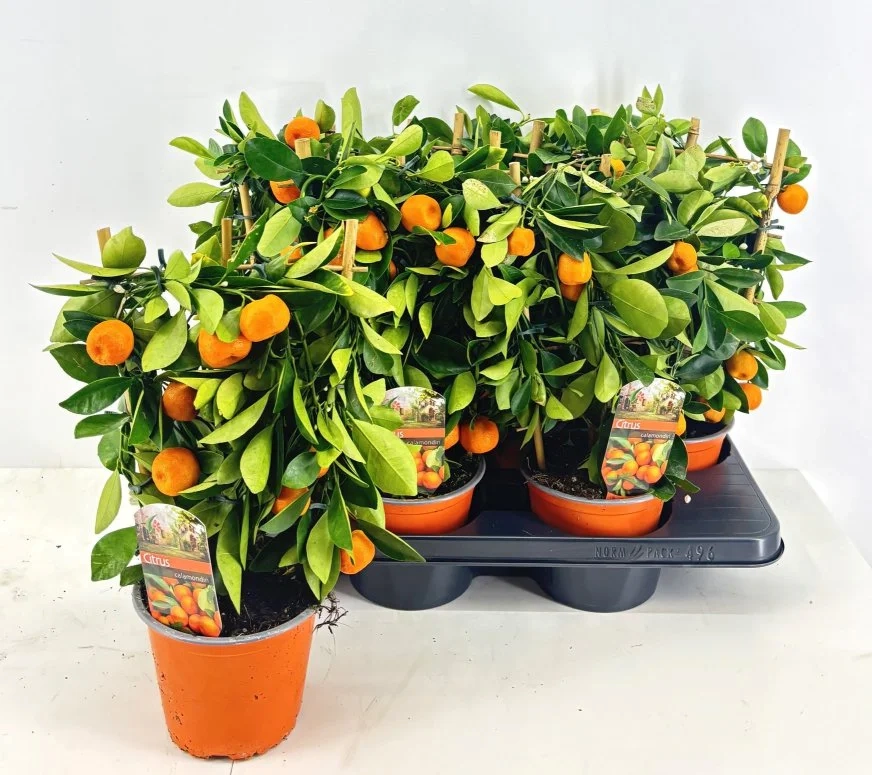 Зображення товару Цитрофортунелла мікрокарпа, артикул: 56751