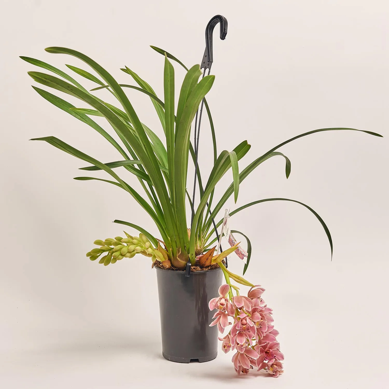 Зображення товару Цимбідіум Ред Барон 3ст., артикул: 43958