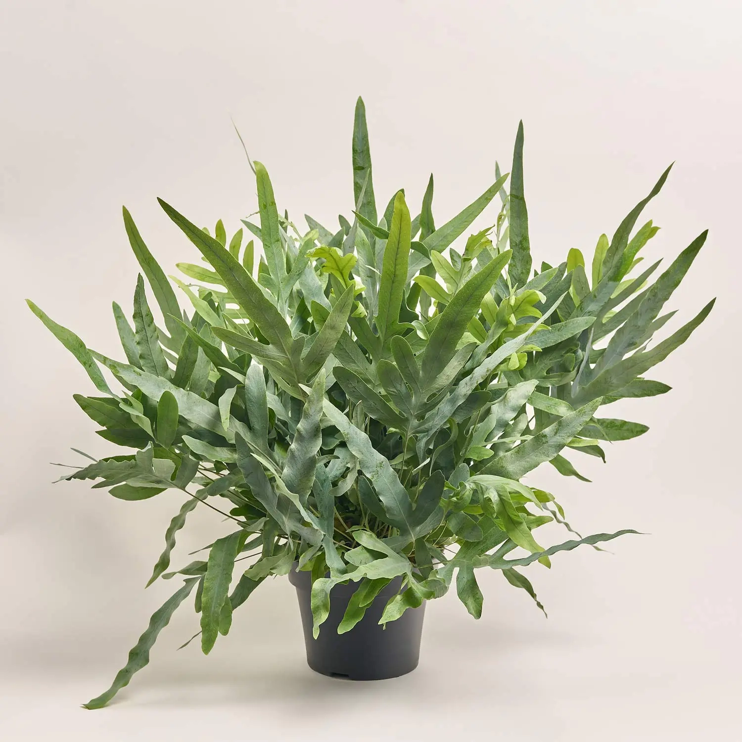 Зображення товару Папоротні мікс, артикул: 53276