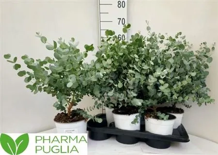 Евкаліпт Цинерея, артикул: 52987 Зображення товару Евкаліпт Цинерея, артикул: 52987