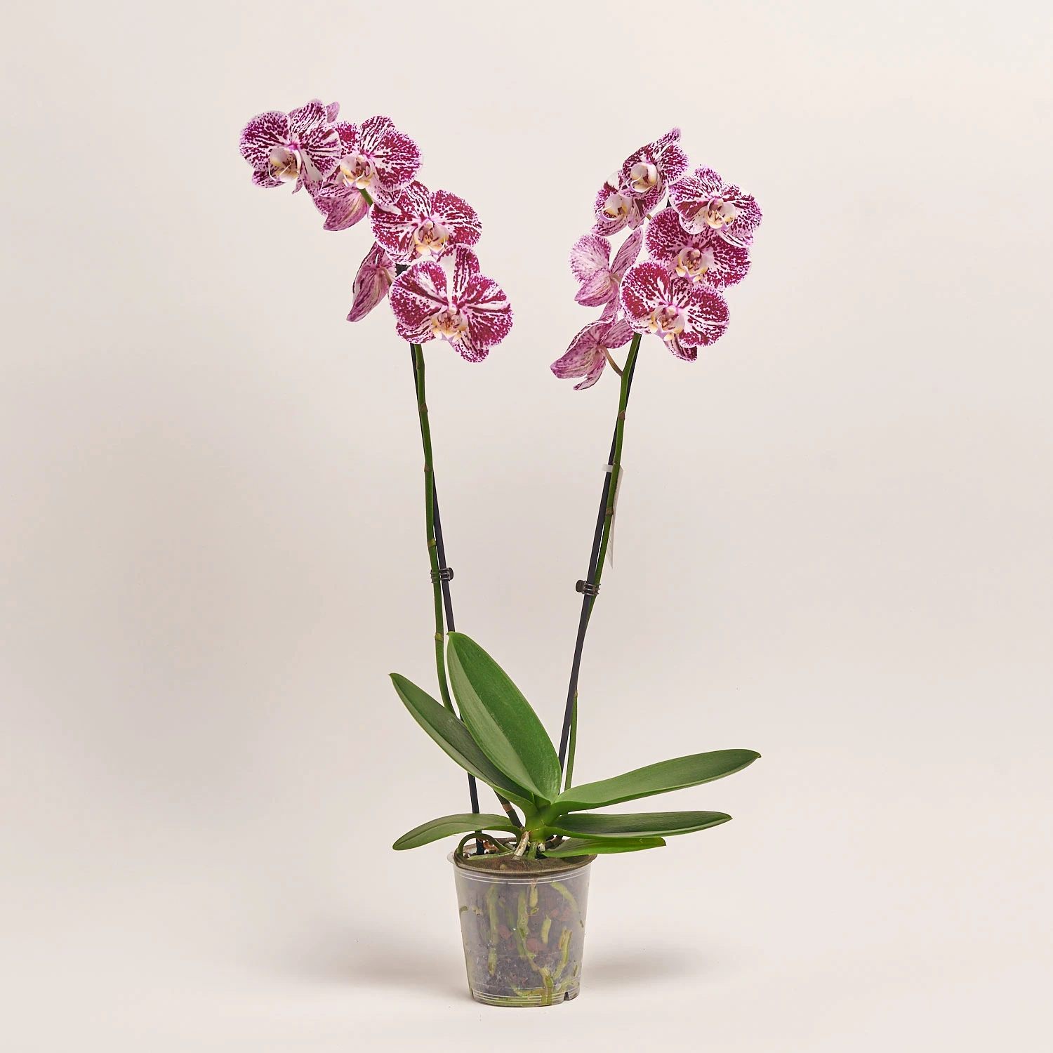 Зображення товару Фаленопсис 2ст. мікс, артикул: 18519