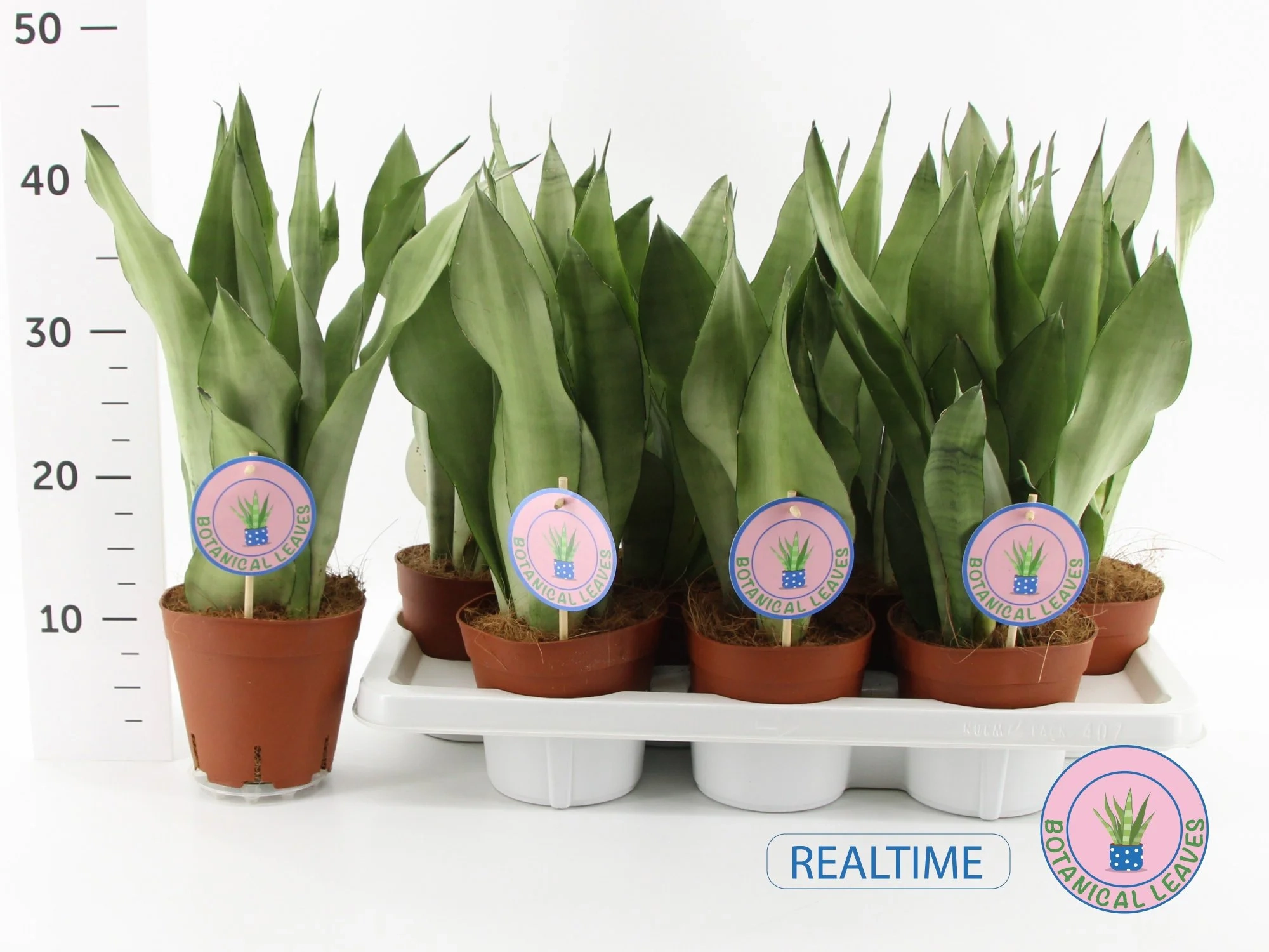 Зображення товару Сансевієрія Муншайн, артикул: 57254