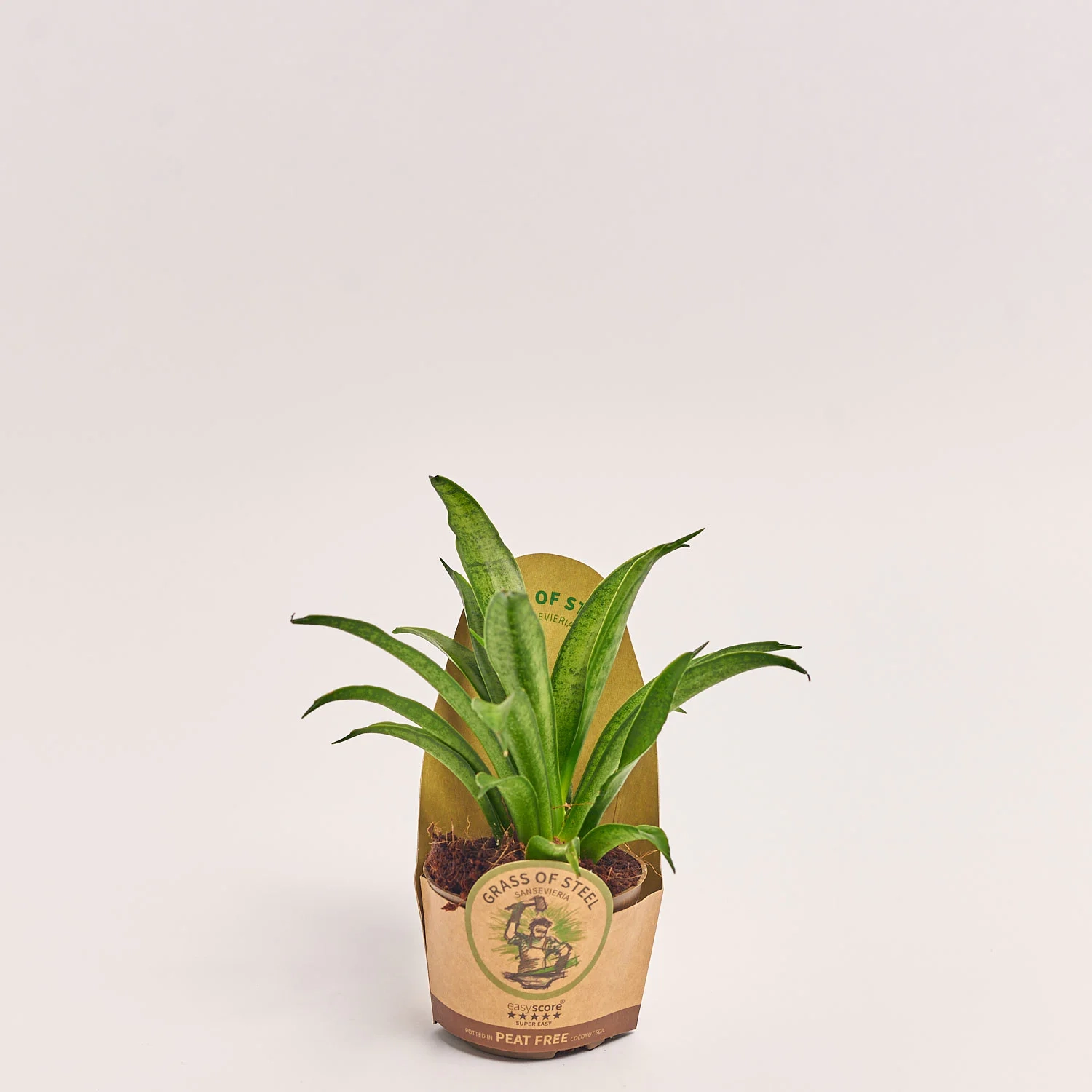 Сансевієрія - Купити з доставкою по у Києві та області на Flowerpot