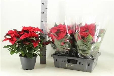 Зображення товару Пуансетія Крісмас Ред, артикул: 54116