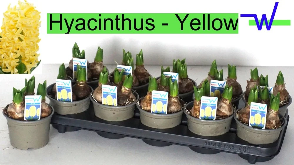 Зображення товару Гіацинт жовтий, артикул: 56059