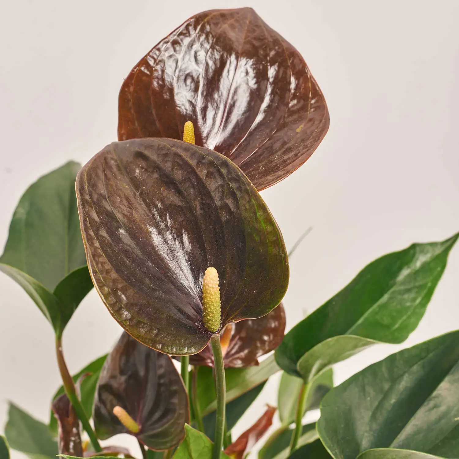 Зображення товару Антуріум Паріс Блек, артикул: 51789