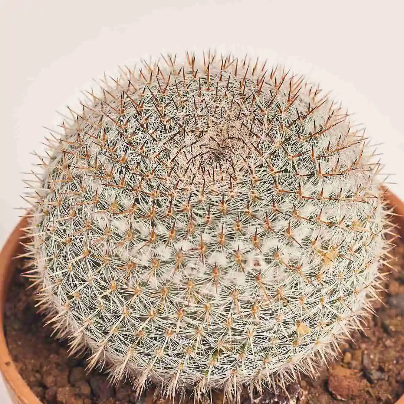 Зображення товару Кактус мікс, артикул: 56847