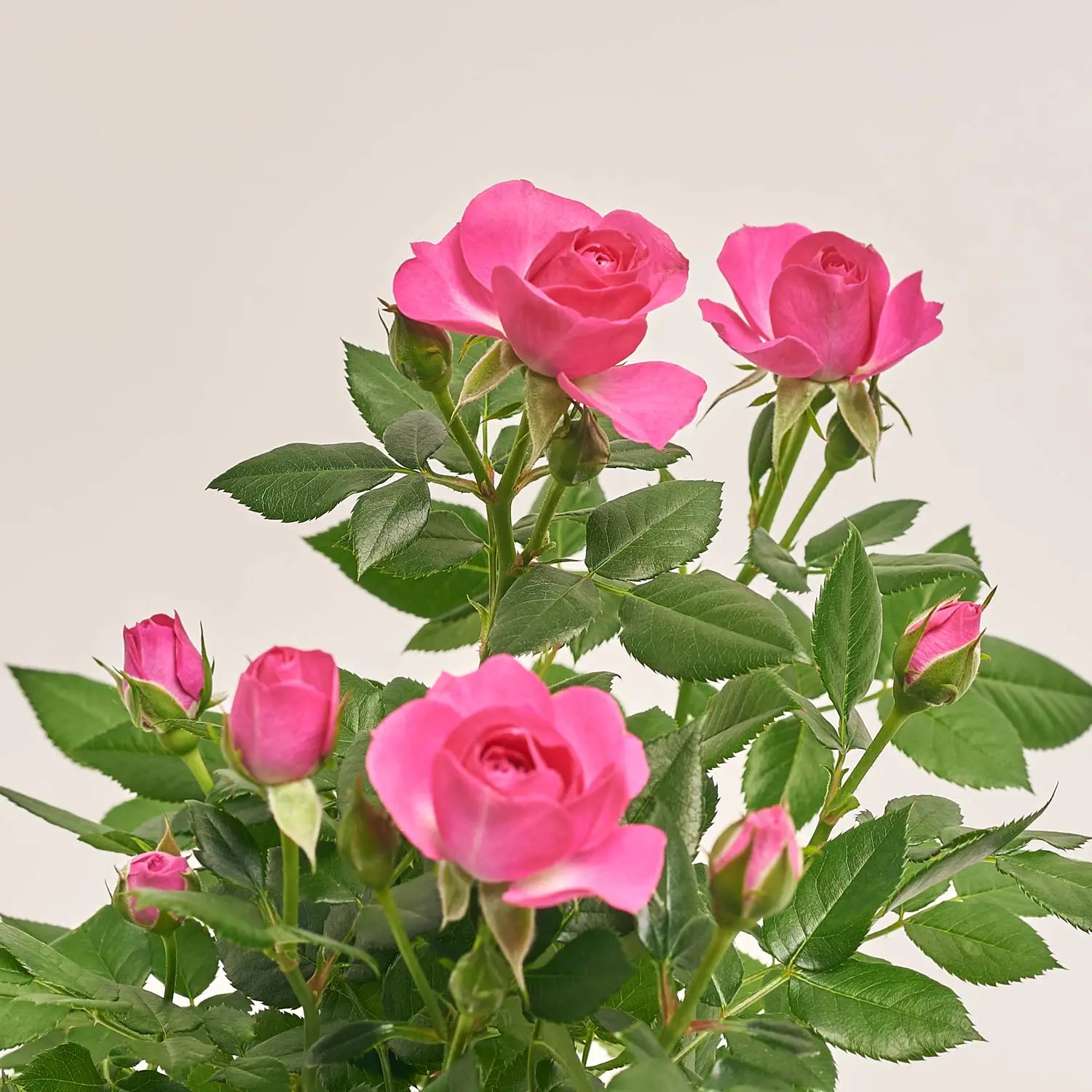 Зображення товару Троянда мікс, артикул: 1294