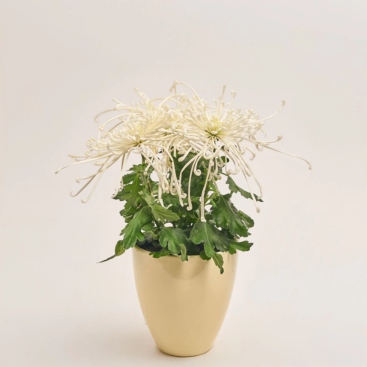 Хризантема Файерворкс кремова в кер., артикул: 55615 Зображення товару Хризантема Файерворкс кремова в кер., артикул: 55615