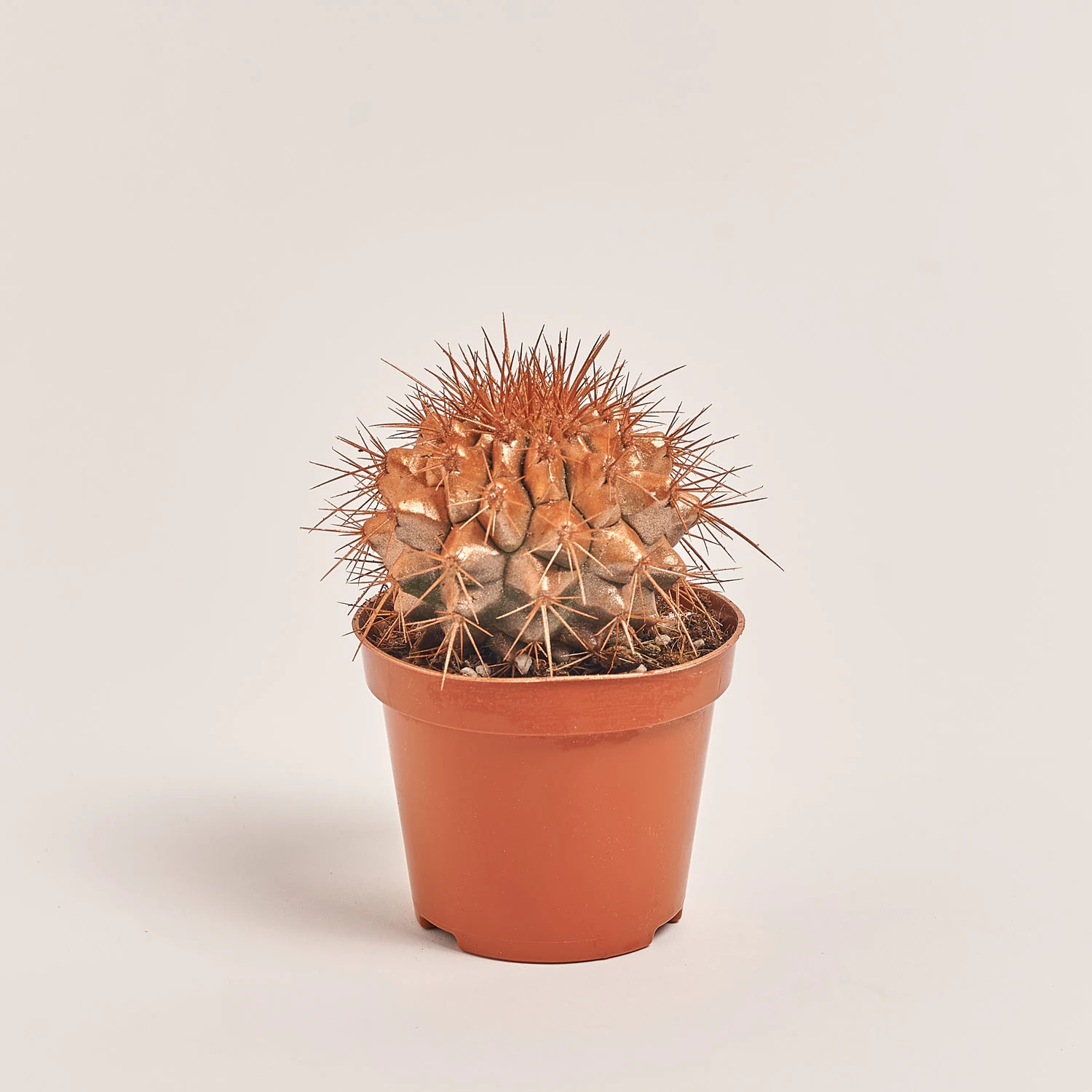 Зображення товару Ехінокактус Рейнбов новорічний мікс, артикул: 53636