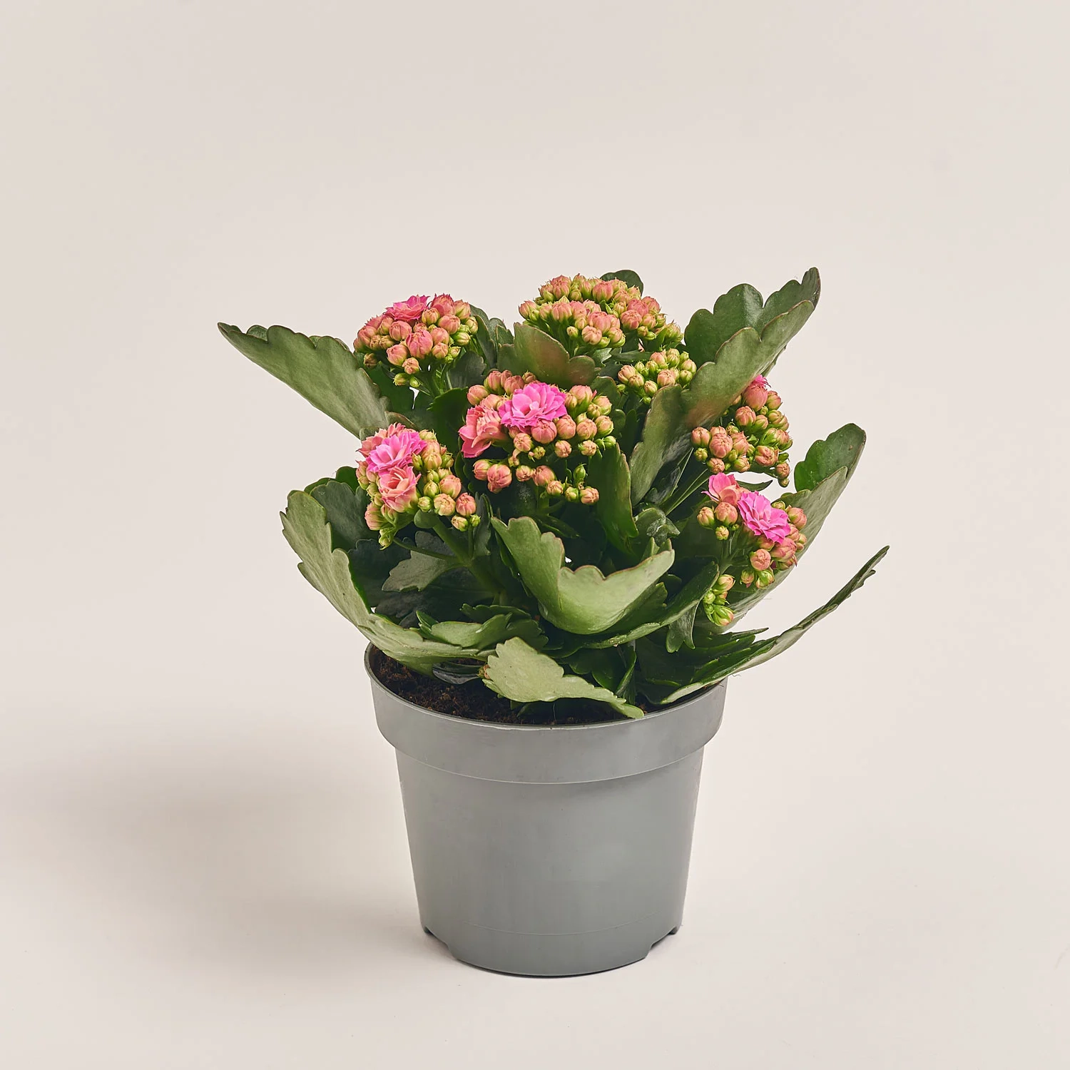 Зображення товару Каланхоє мікс, артикул: 24950