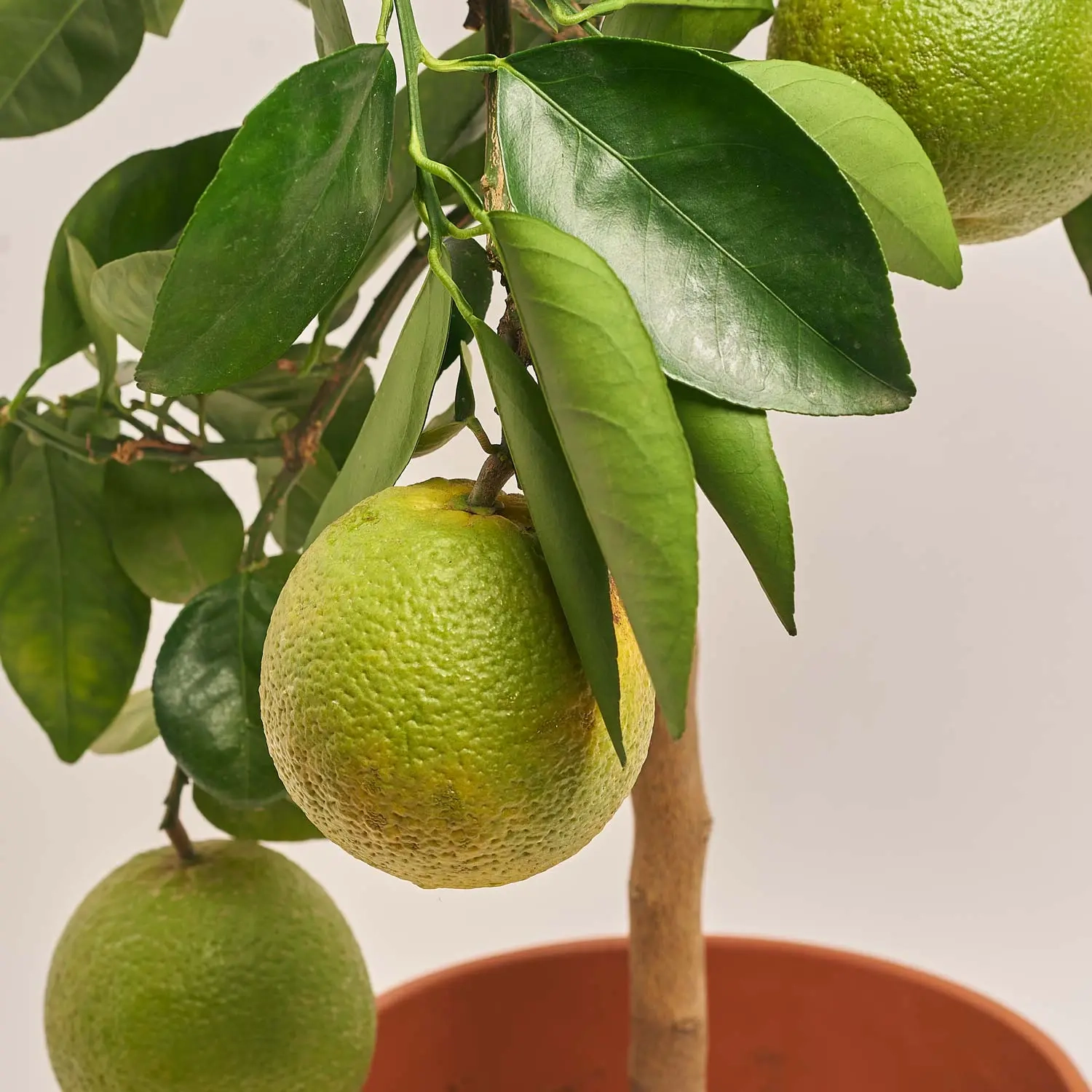 Цитрофортунелла Сіненсіс апельсин, артикул: 42735 Зображення товару Цитрофортунелла Сіненсіс апельсин, артикул: 42735