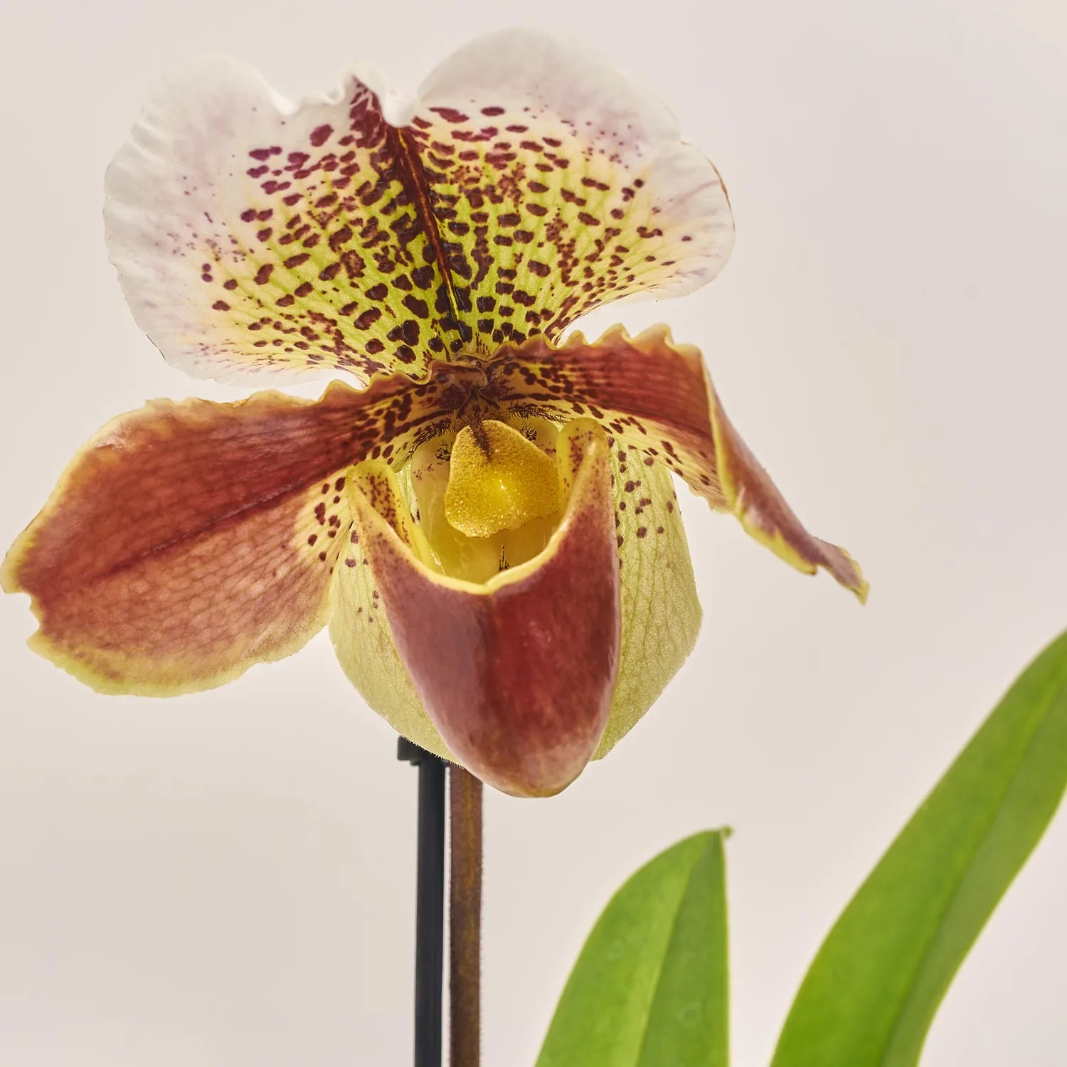 Зображення товару Пафіопеділум Америка, артикул: 13189