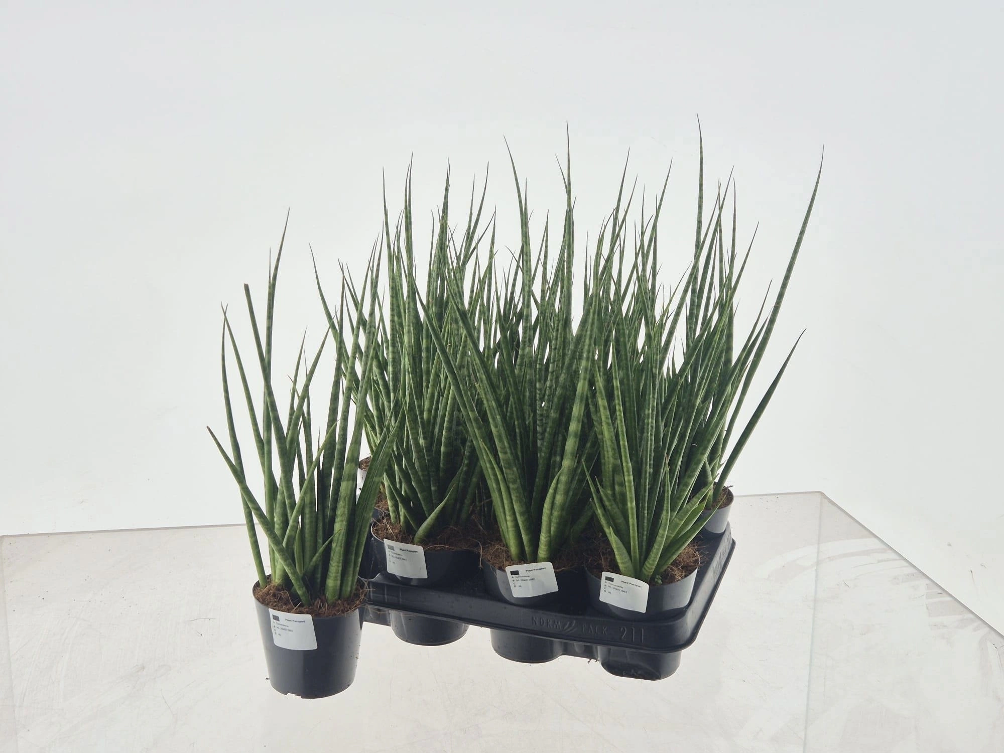 Зображення товару Сансевієрія Кіркі, артикул: 57323