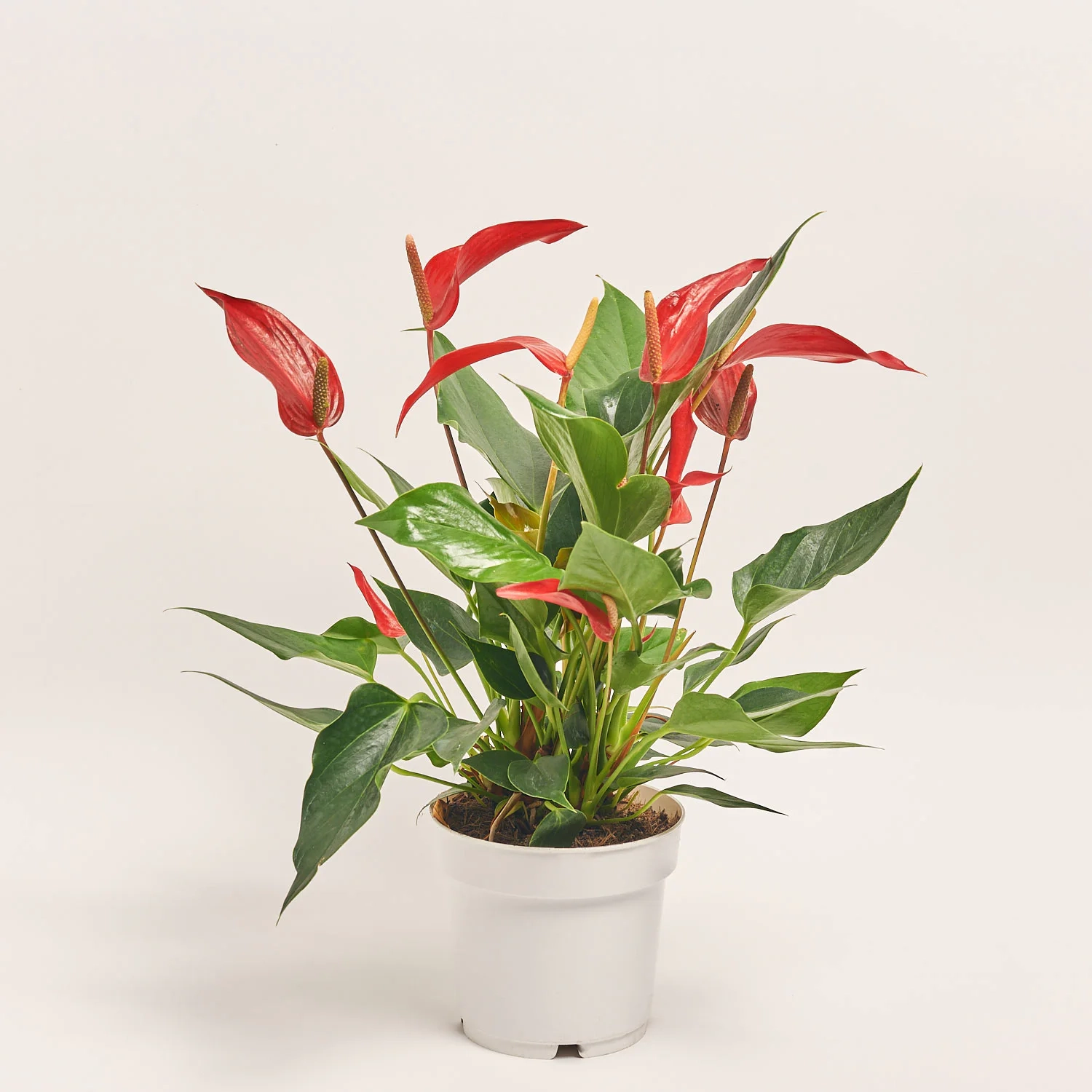 Антуріум Лілі Ред, артикул: 55888 Зображення товару Антуріум Лілі Ред, артикул: 55888