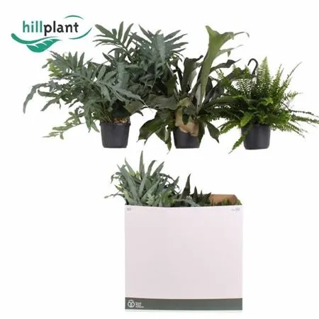 Папоротні мікс, артикул: 53276 Зображення товару Папоротні мікс, артикул: 53276