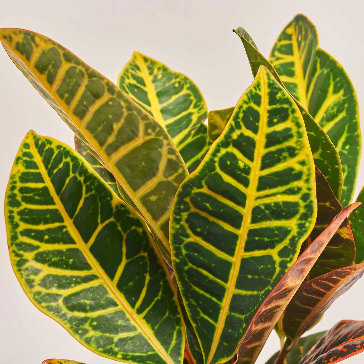 Зображення товару Кротон Петра, артикул: 35948