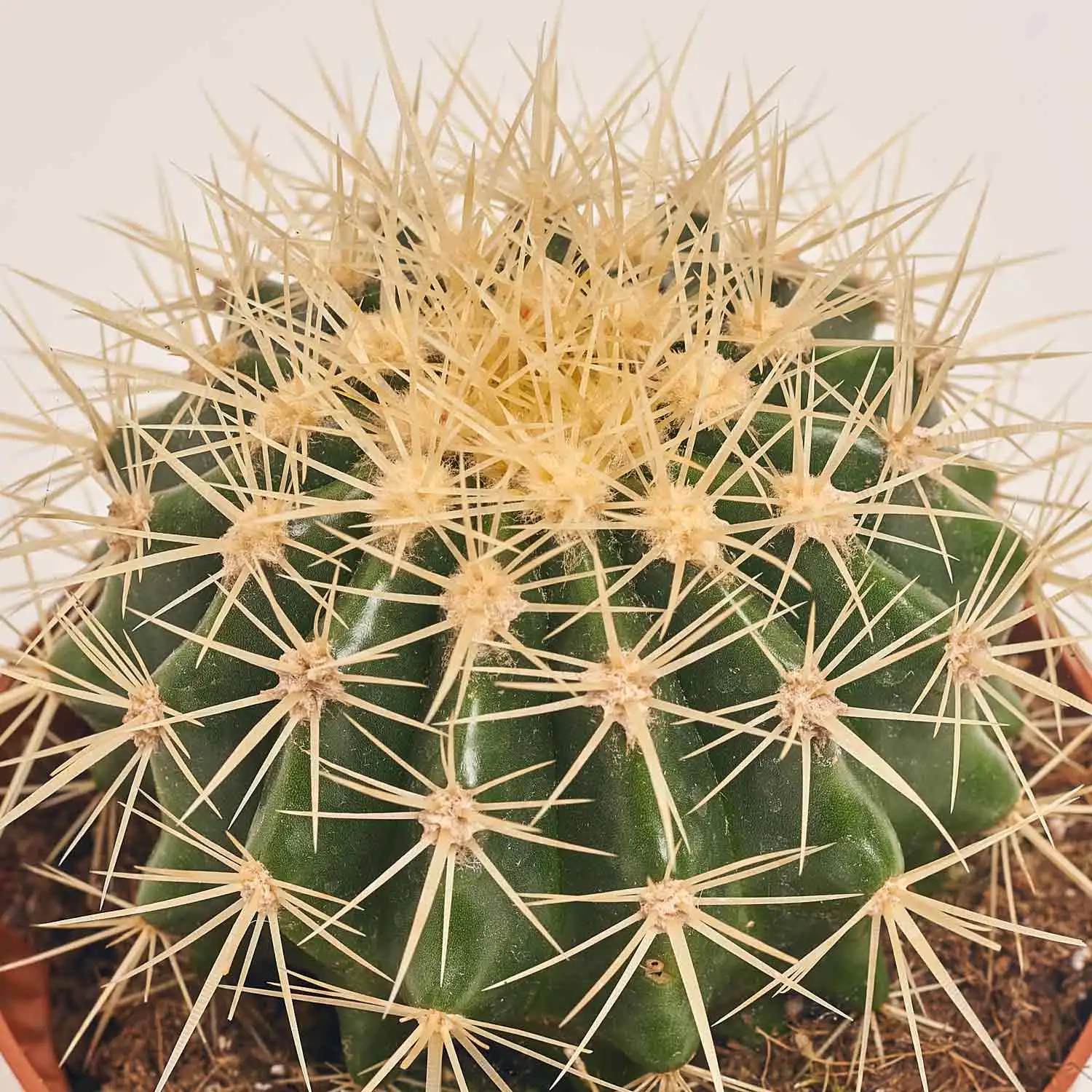 Зображення товару Кактус мікс, артикул: 46255