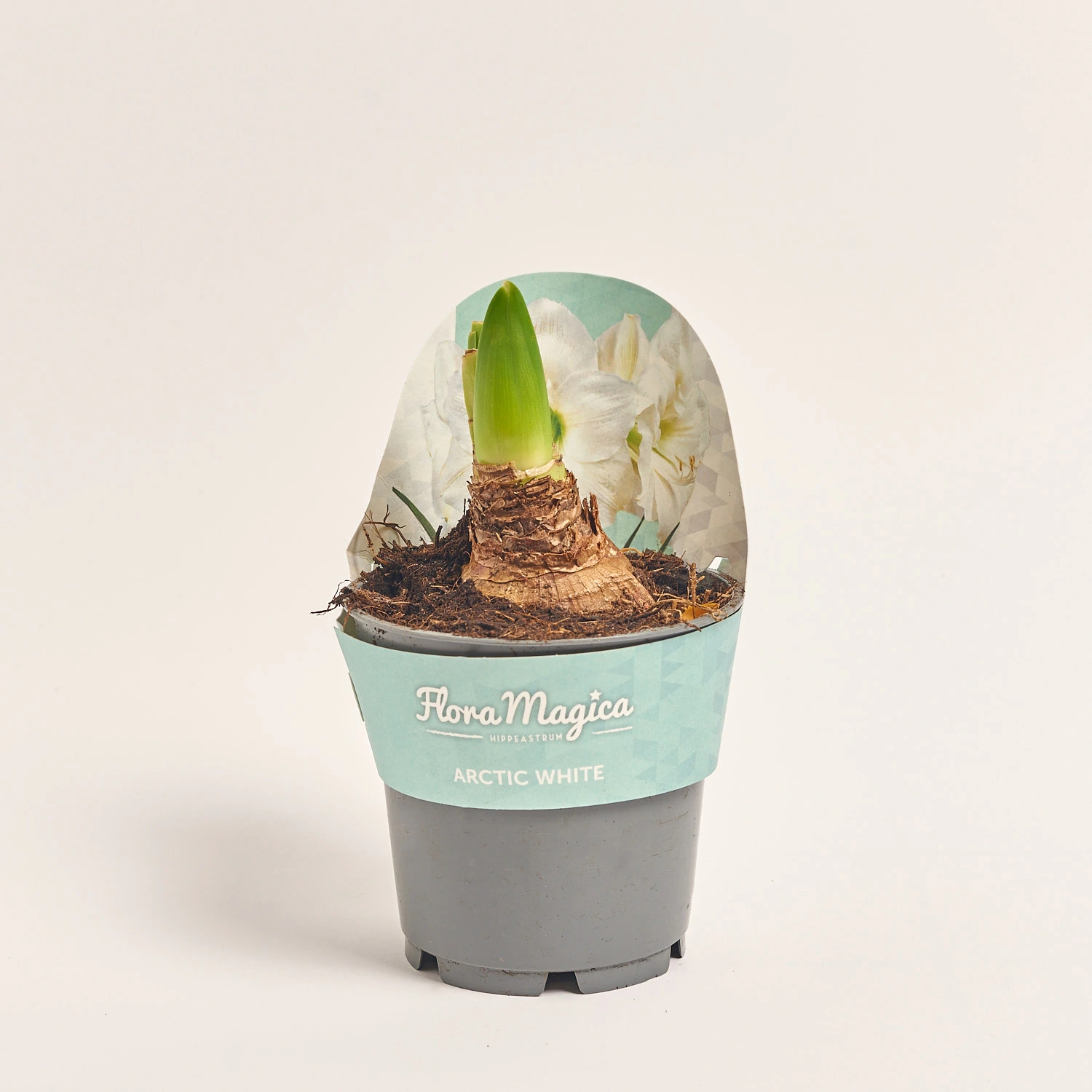 Зображення товару Амариліс Арктик Вайт, артикул: 56902
