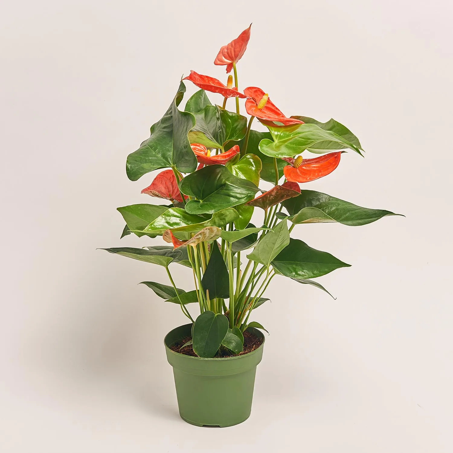 Антуріум Флоріда, артикул: 53413 Зображення товару Антуріум Флоріда, артикул: 53413