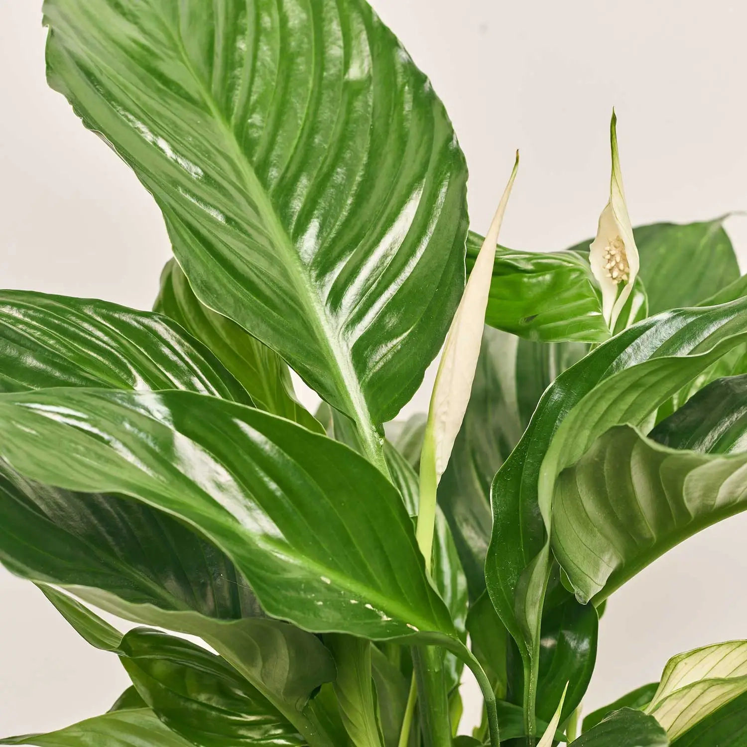 Спатифіллум Світ Рікардо, артикул: 35206 Зображення товару Спатифіллум Світ Рікардо, артикул: 35206