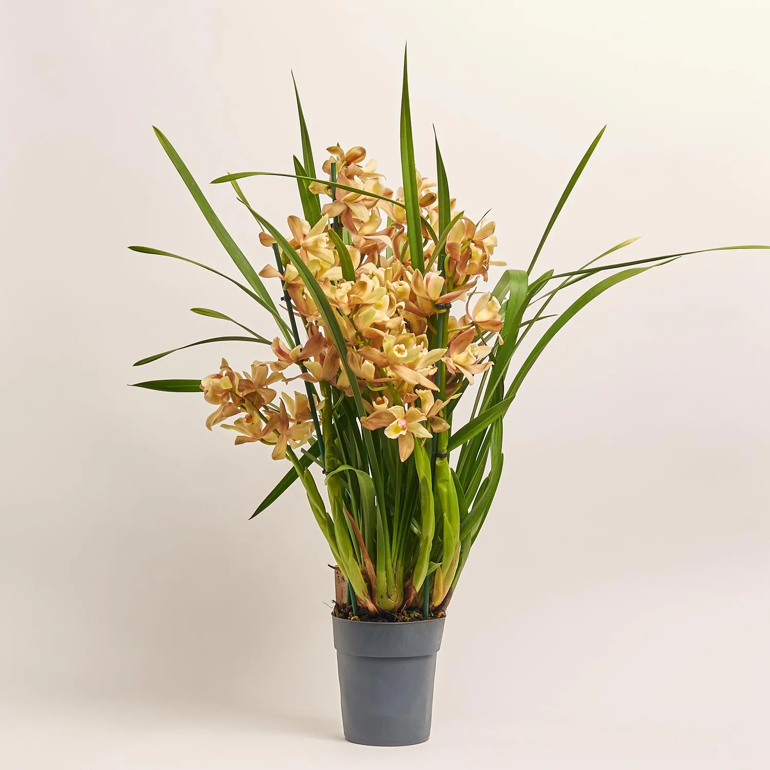 Цимбідіум мікс 6 ст., артикул: 21954 Зображення товару Цимбідіум мікс 6 ст., артикул: 21954