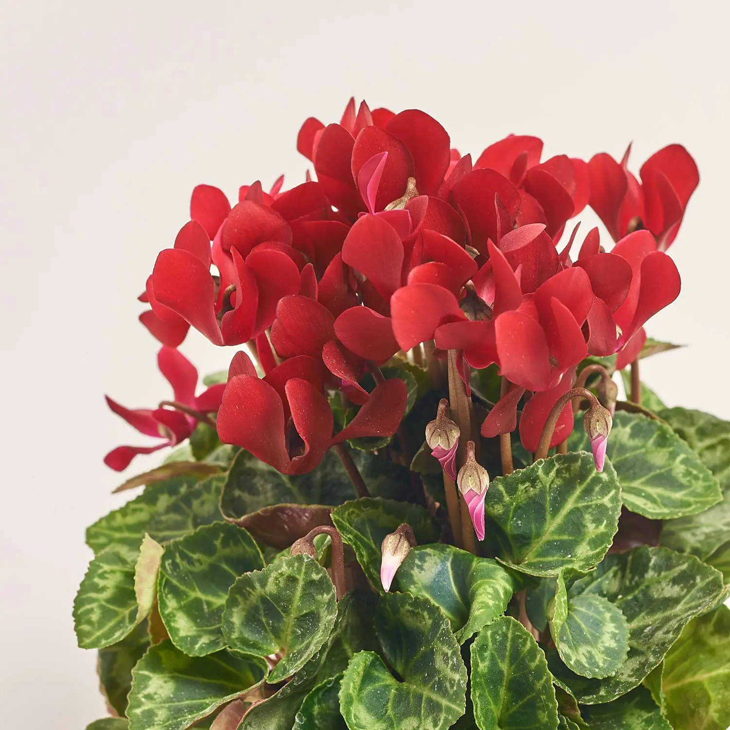 Цикламен Супер Каріно, артикул: 52986 Зображення товару Цикламен Супер Каріно, артикул: 52986