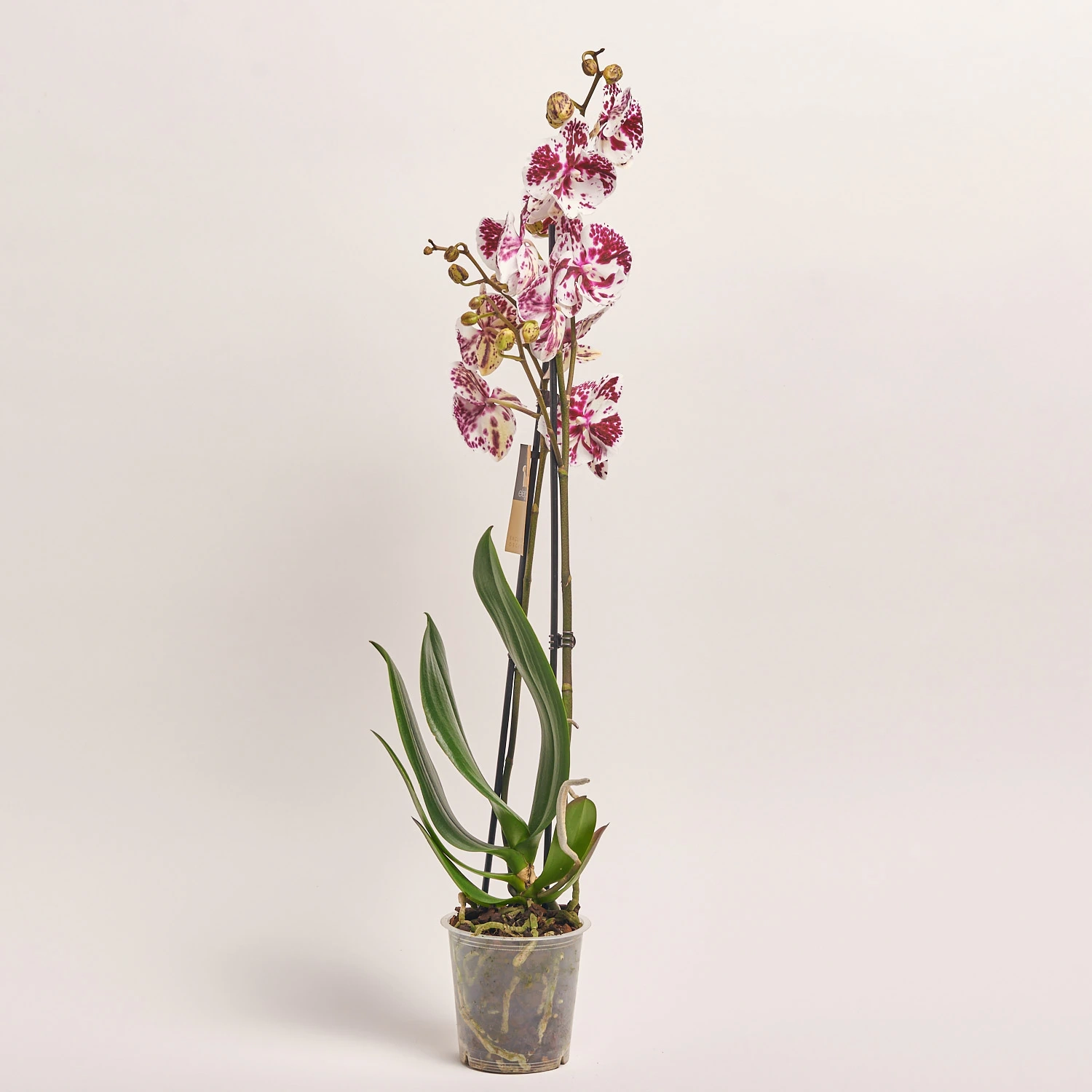 Зображення товару Фаленопсис 2ст. мікс, артикул: 18519