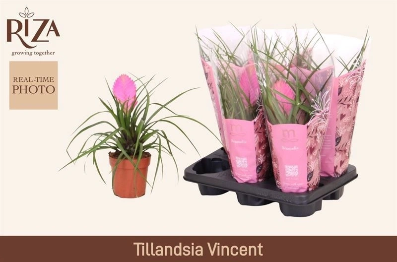 Зображення товару Тілландсія Аніта, артикул: 57157